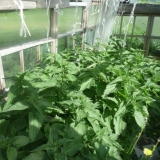 Kako se trajno riješiti koprive na stranici